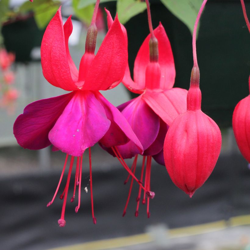 Fuchsia Black Princess - Bellenplant (Flowering)