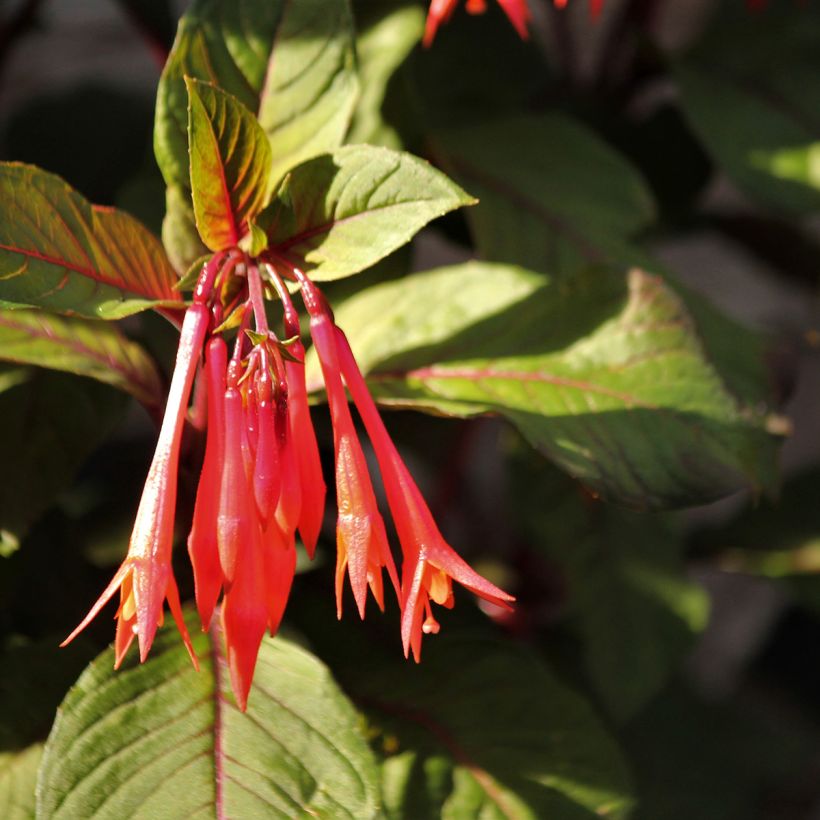 Fuchsia Bush Gartenmeister Bonstedt - Bellenplant (Bloei)
