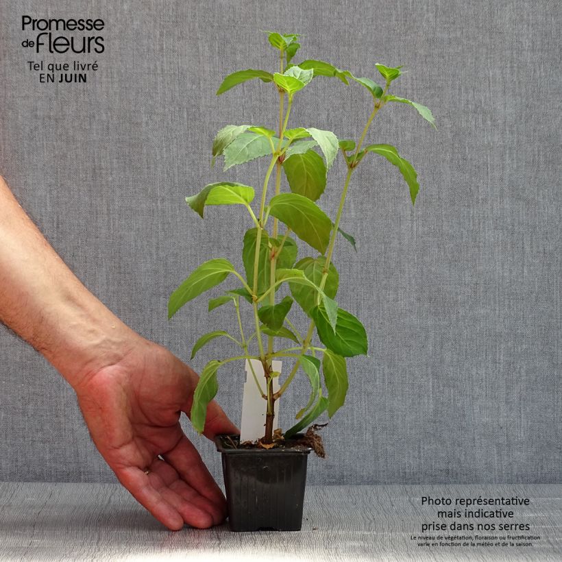 Exemplaar van Fuchsia Celia Smedley - Bellenplant Kweekpotje van 8/9 cm zoals geleverd in de lente