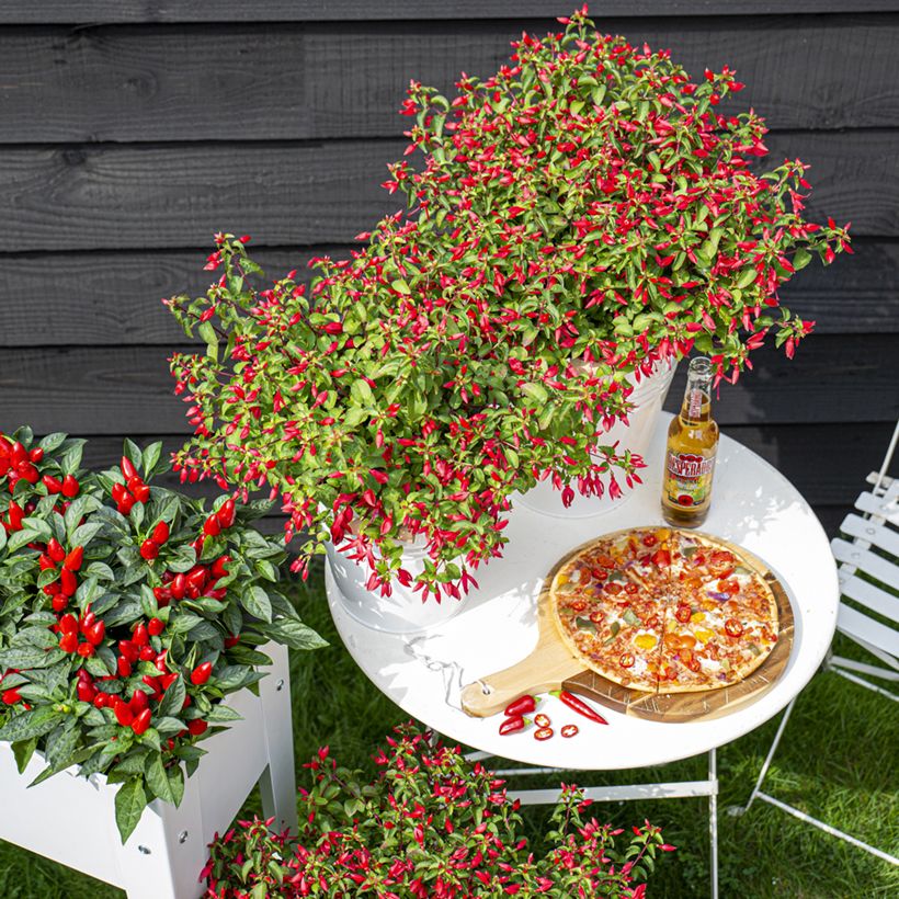 Fuchsia Chilli Red - Bellenplant (Groeiplaats)