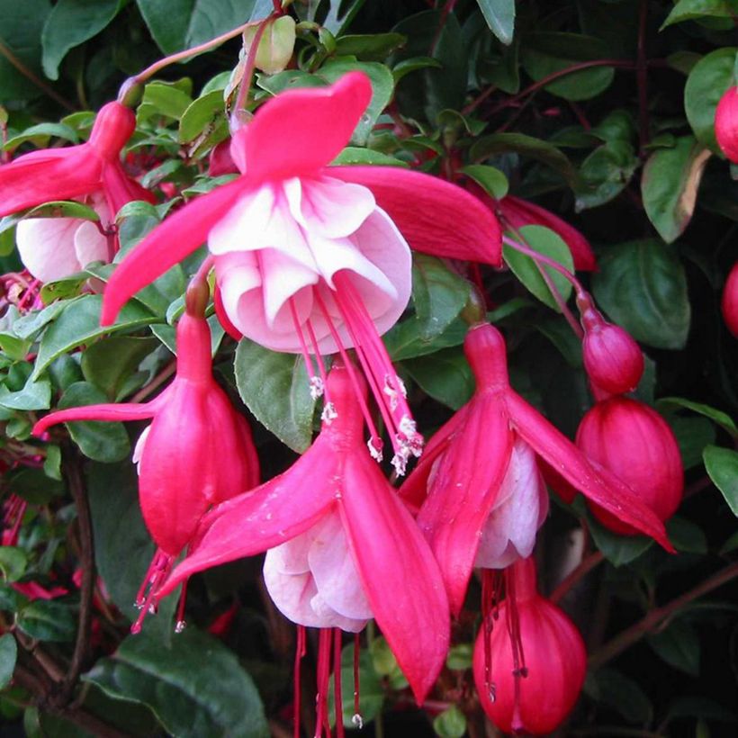Fuchsia Connie - Bellenplant (Bloei)