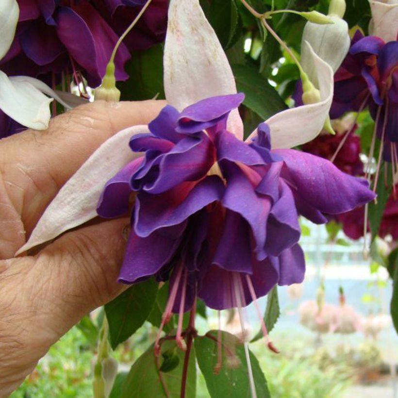 Fuchsia Deep Purple - Bellenplant (Bloei)