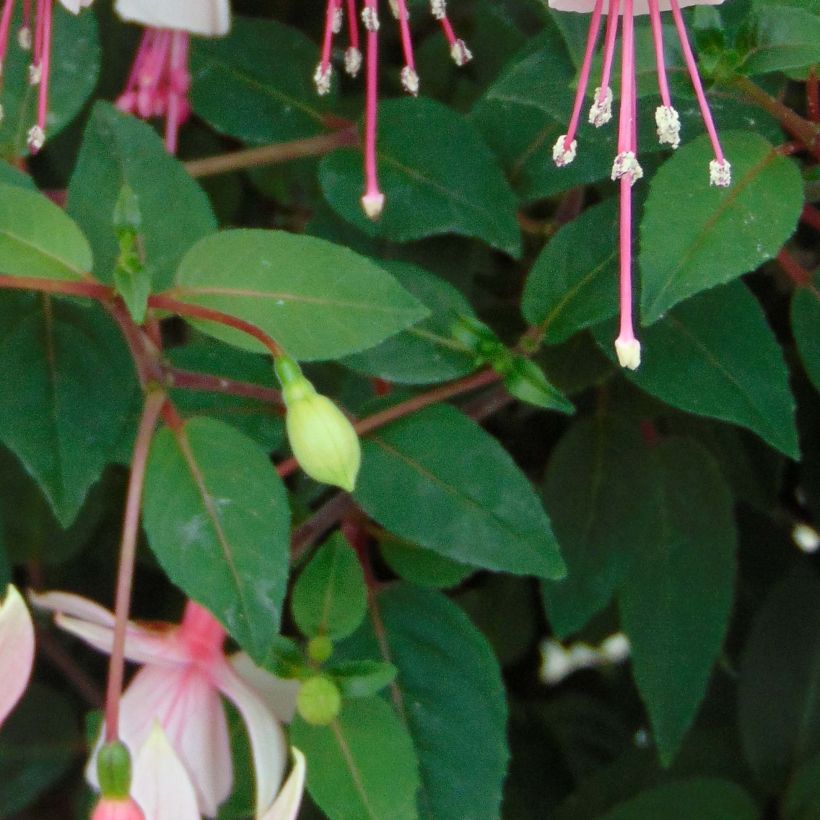 Fuchsia Elma-Hendricks - Bellenplant (Blad)