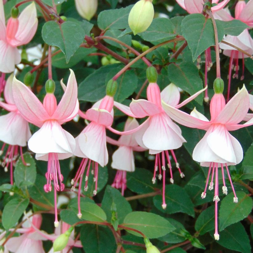 Fuchsia Elma-Hendricks - Bellenplant (Bloei)