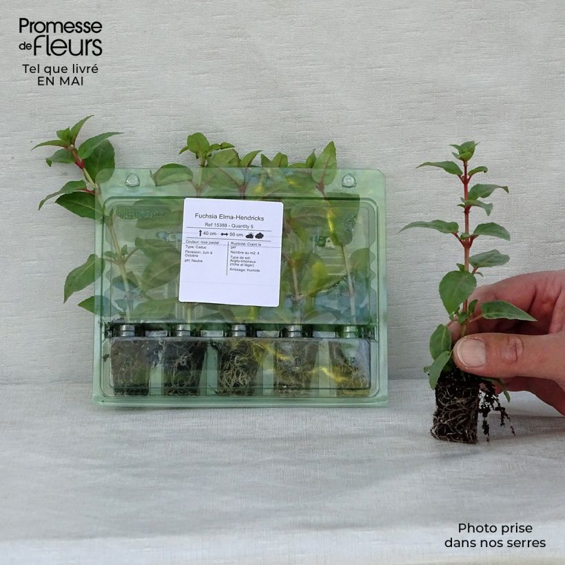 Exemplaar van Fuchsia Elma-Hendricks - Bellenplant Mini-mot Ø 1,5/2,5 cm zoals geleverd in de lente