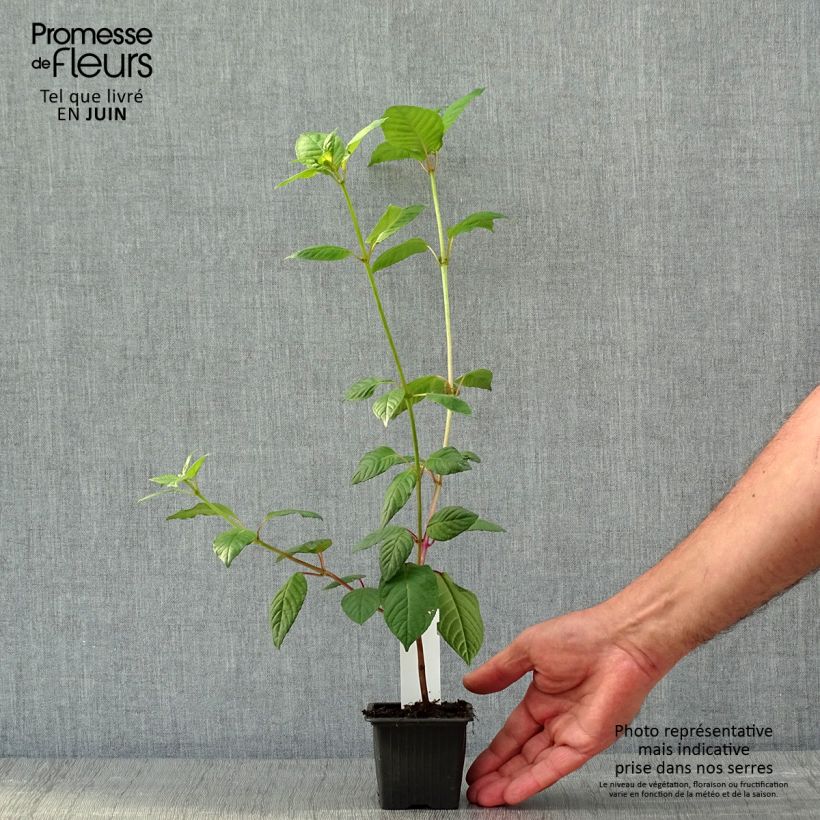 Exemplaar van Fuchsia First Success - Bellenplant Kweekpotje van 8/9 cm zoals geleverd in de lente