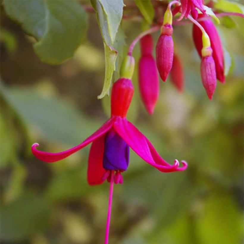 Fuchsia Genii - Winterharde fuchsia (Bloei)