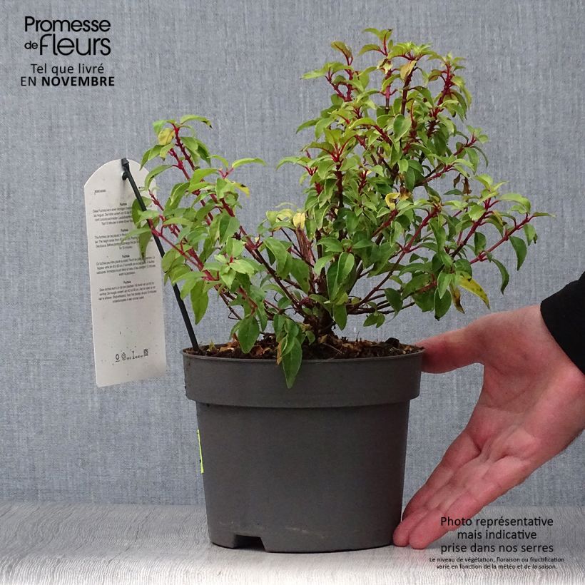 Exemplaar van Fuchsia Genii - Winterharde fuchsia Pot van 2 l/3 l zoals geleverd in de herfst