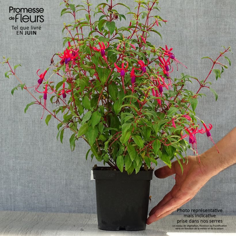 Exemplaar van Fuchsia Genii - Winterharde fuchsia Pot van 2 l/3 l zoals geleverd in de zomer