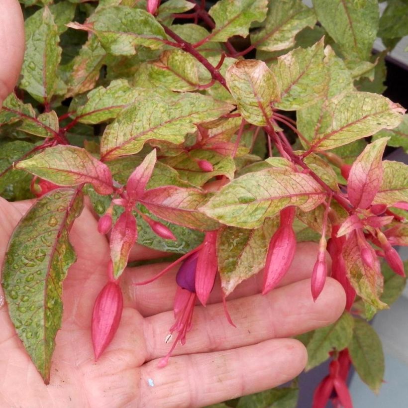 Fuchsia Happy Birthday - Bellenplant (Bloei)