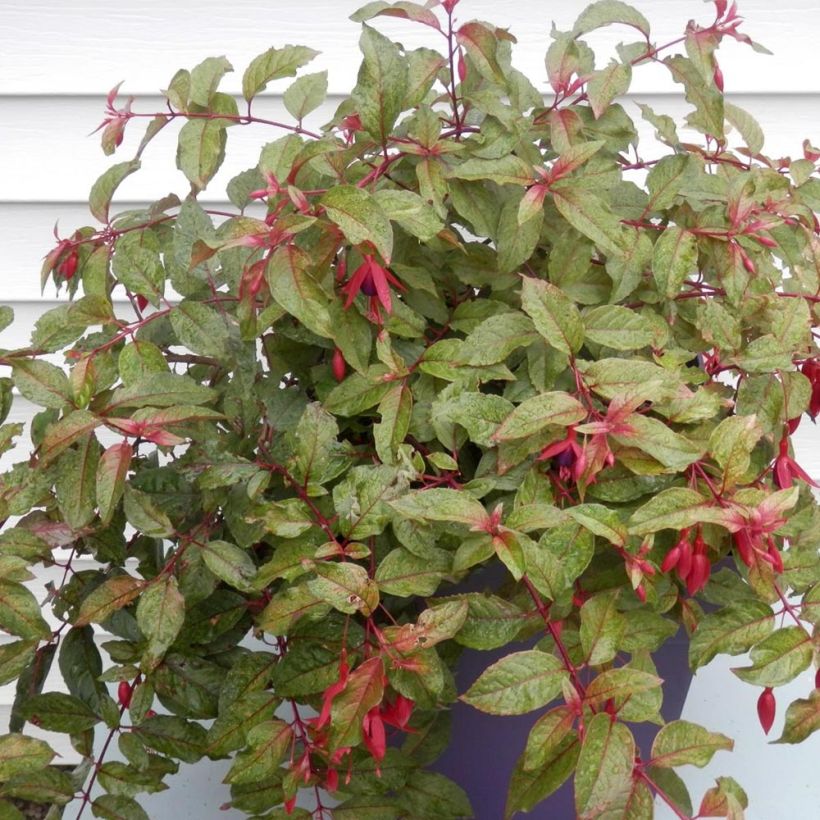 Fuchsia Happy Birthday - Bellenplant (Groeiplaats)