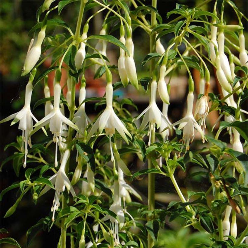 Fuchsia magellanica Hawkshead - Winterharde fuchsia (Flowering)