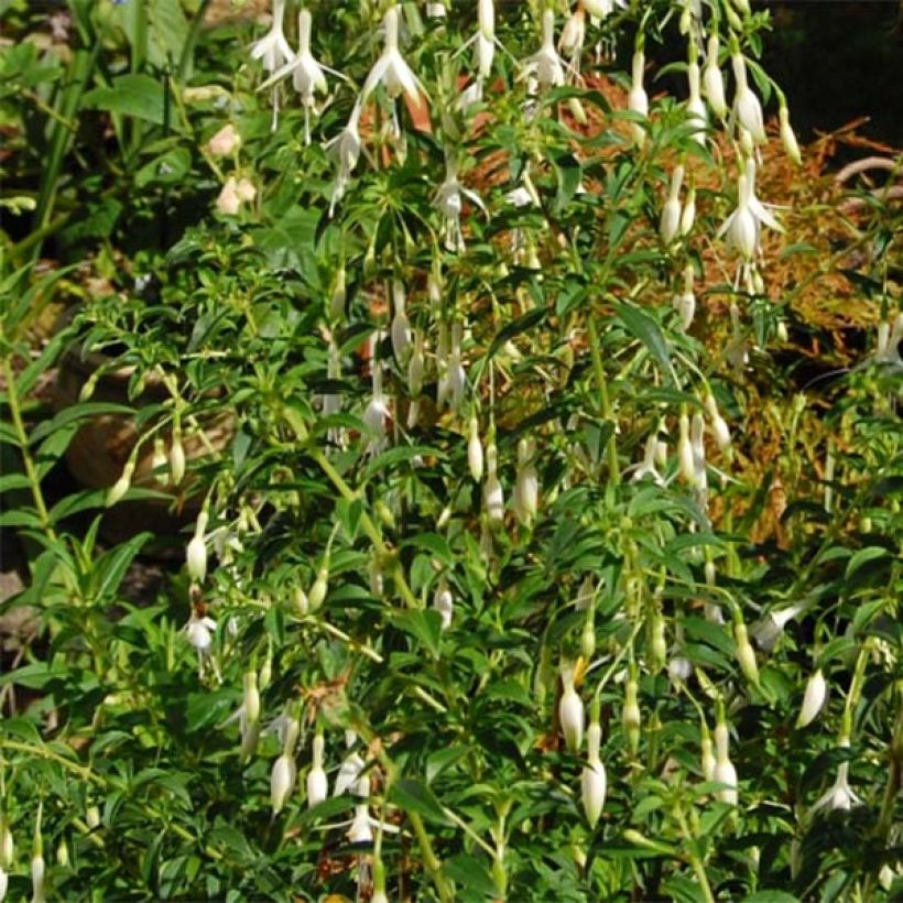 Fuchsia magellanica Hawkshead - Winterharde fuchsia (Plant habit)
