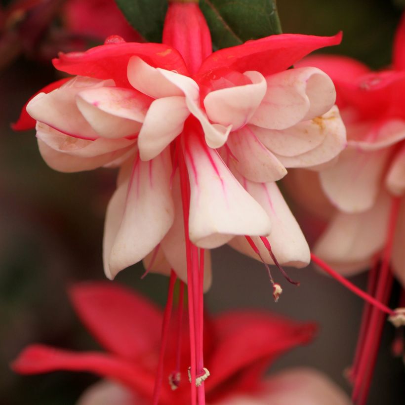 Fuchsia Heidi Weiss - Bellenplant (Bloei)