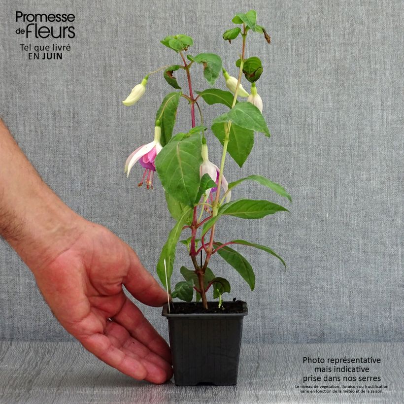 Exemplaar van Fuchsia Illusion - Bellenplant Kweekpotje van 8/9 cm zoals geleverd in de zomer