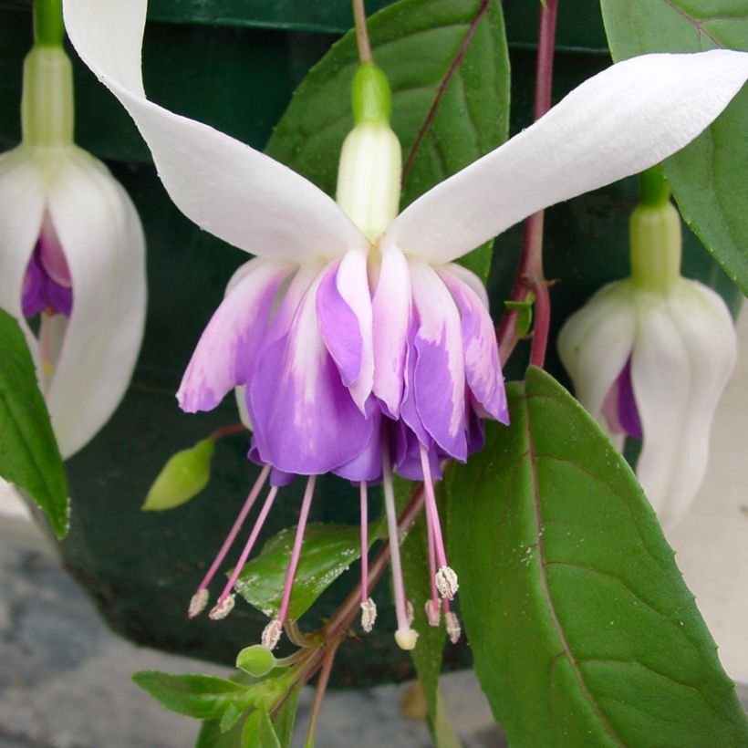 Fuchsia Illusion - Bellenplant (Bloei)