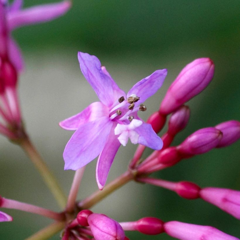 Fuchsia Lechlade Gordon - Bellenplant (Flowering)