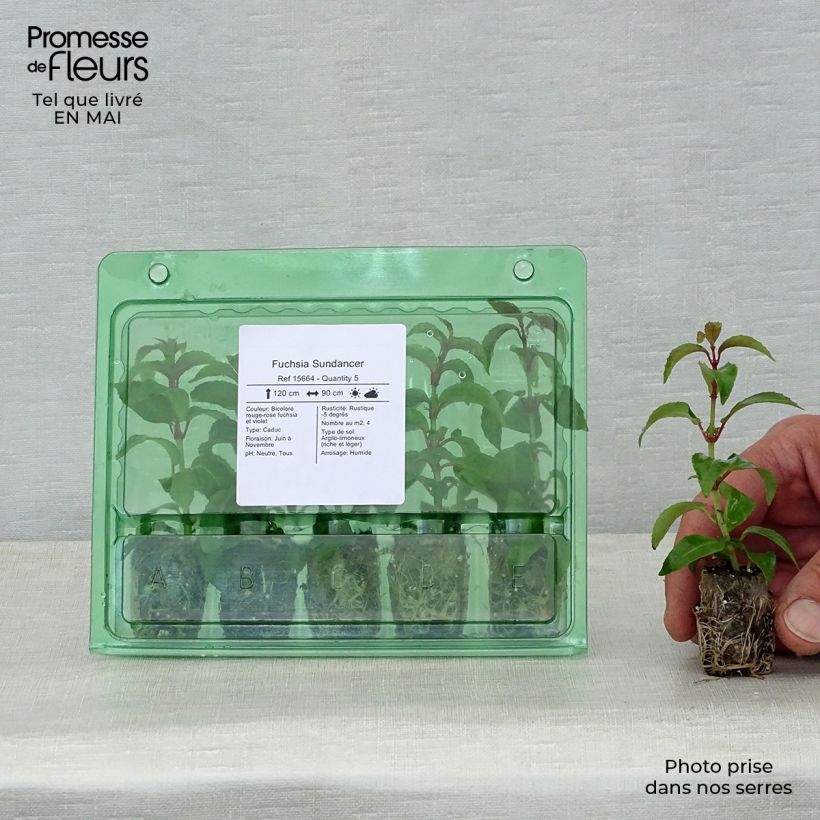 Exemplaar van Fuchsia Sundancer - Bellenplant Mini-mot Ø 1,5/2,5 cm zoals geleverd in de lente