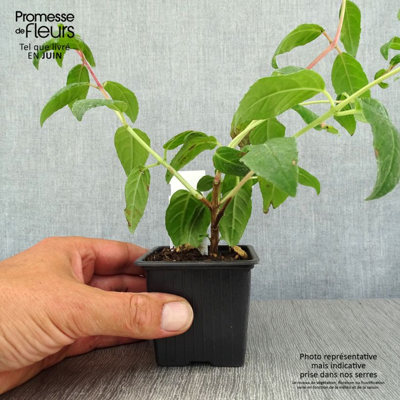 Exemplaar van Fuchsia Thalia - Bellenplant Kweekpotje van 8/9 cm zoals geleverd in de zomer