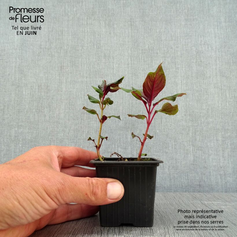 Exemplaar van Fuchsia Thalia - Bellenplant Kweekpotje van 8/9 cm zoals geleverd in de lente