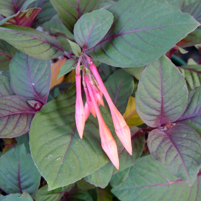 Fuchsia Thalia - Bellenplant (Blad)