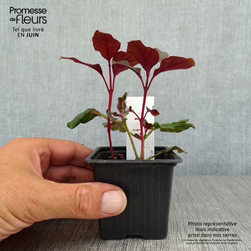 Exemplaar van Fuchsia Ting a Ling - Bellenplant Kweekpotje van 8/9 cm zoals geleverd in de zomer