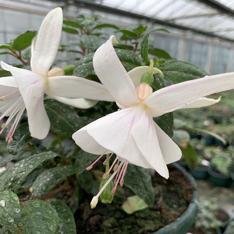 Fuchsia Ting a Ling - Bellenplant (Bloei)