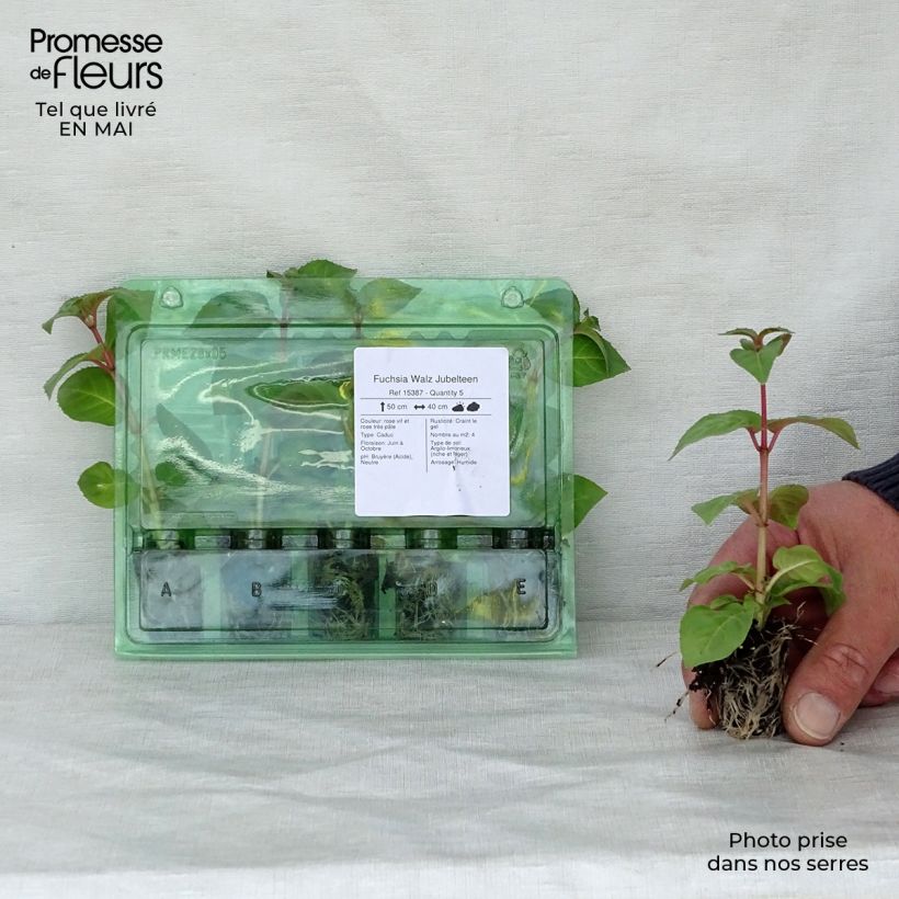 Exemplaar van Fuchsia Walz Jubelteen - Bellenplant Mini-mot Ø 1,5/2,5 cm zoals geleverd in de lente