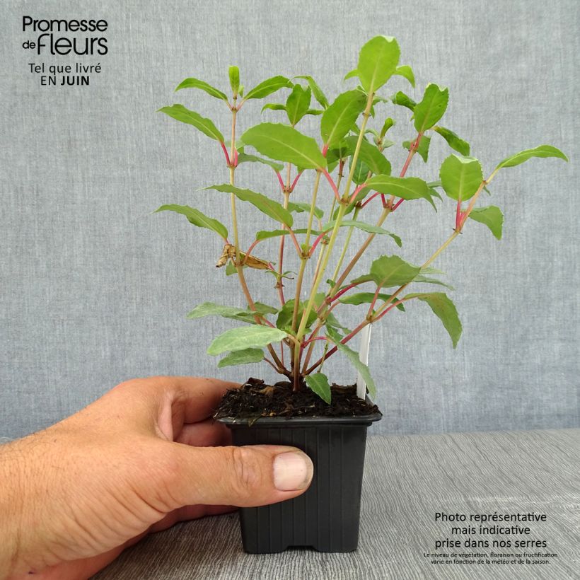 Exemplaar van Fuchsia Winston Churchill - Bellenplant Kweekpotje van 8/9 cm zoals geleverd in de zomer