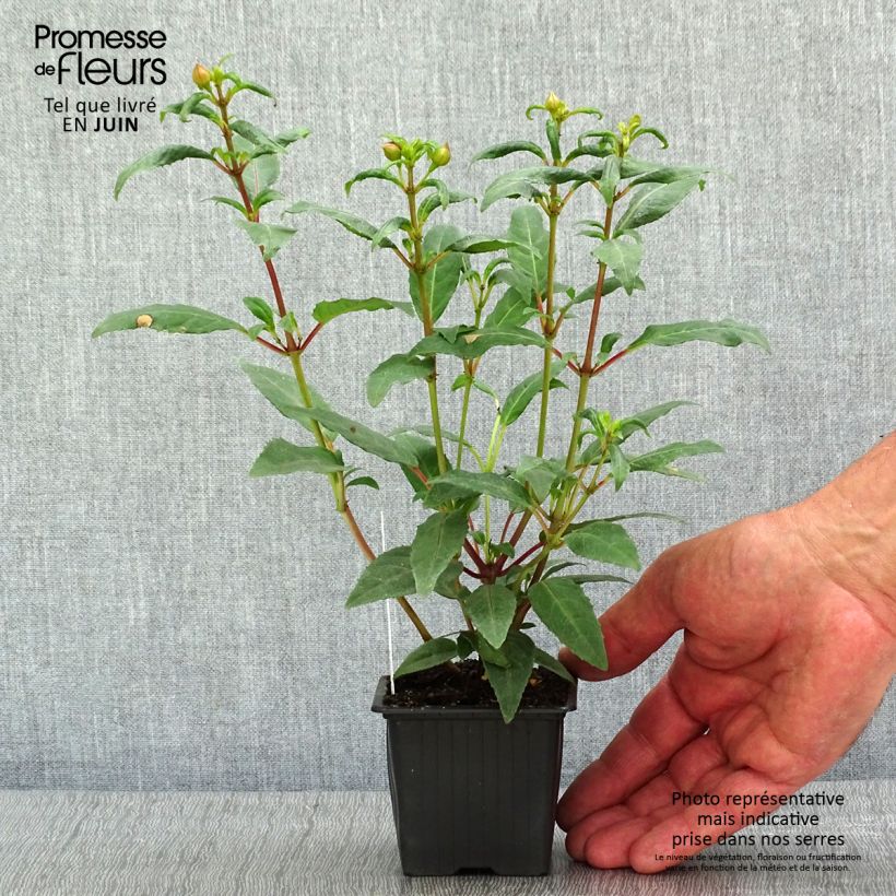 Exemplaar van Fuchsia Winston Churchill - Bellenplant Kweekpotje van 8/9 cm zoals geleverd in de lente