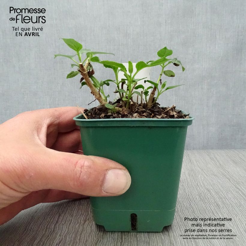 Exemplaar van Phygelius aequalis Yellow Sovereign - Kaapse fuchsia Kweekpotje van 8/9 cm zoals geleverd in de lente