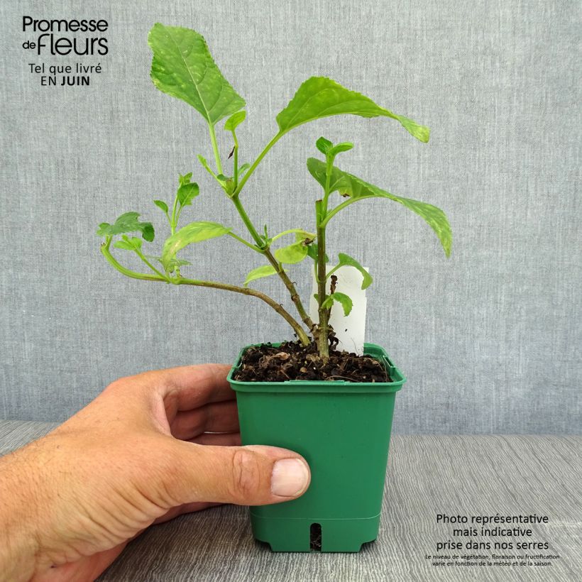 Exemplaar van Phygelius aequalis Yellow Sovereign - Kaapse fuchsia Kweekpotje van 8/9 cm zoals geleverd in de zomer