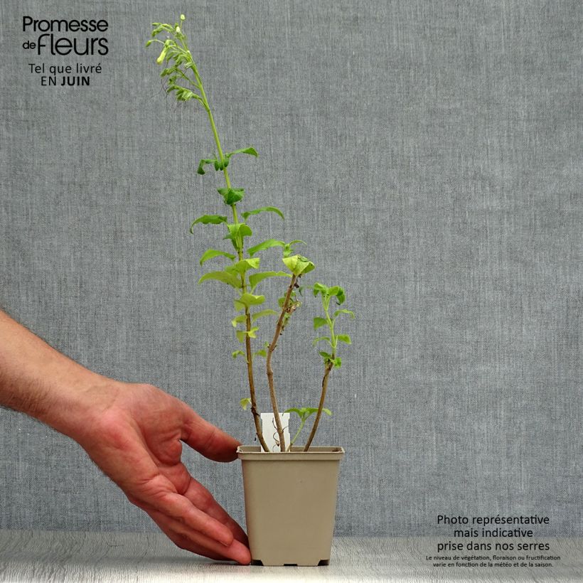 Exemplaar van Phygelius rectus Moonraker - Kaapse fuchsia Kweekpotje van 8/9 cm zoals geleverd in de zomer