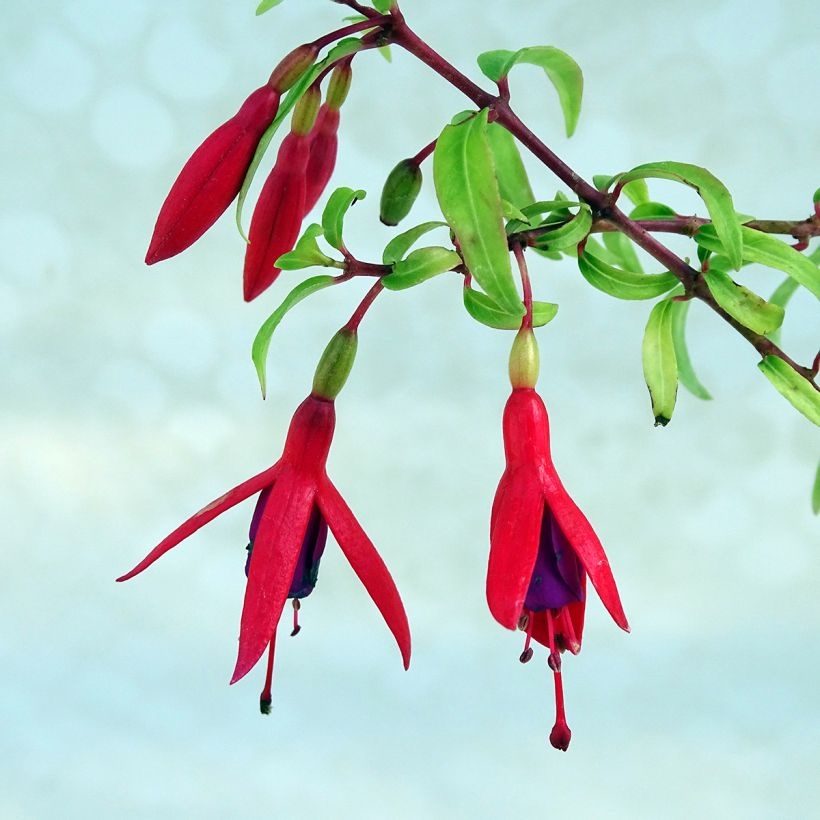 Fuchsia Lady Boothby - Bellenplant (Bloei)