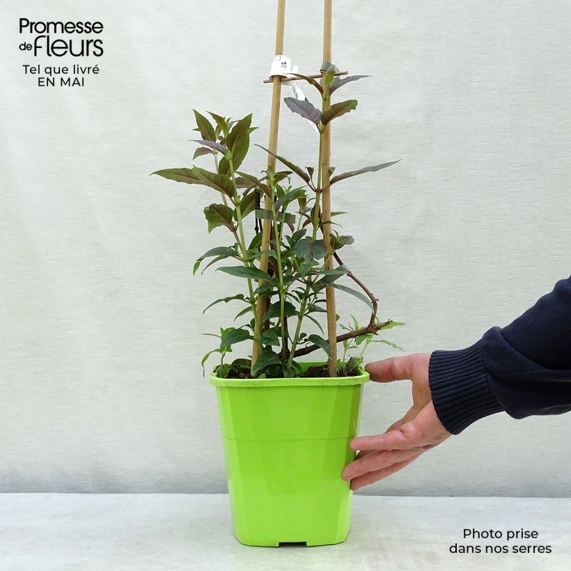 Exemplaar van Fuchsia Lady Boothby - Bellenplant Pot van 3 l/4 l zoals geleverd in de lente