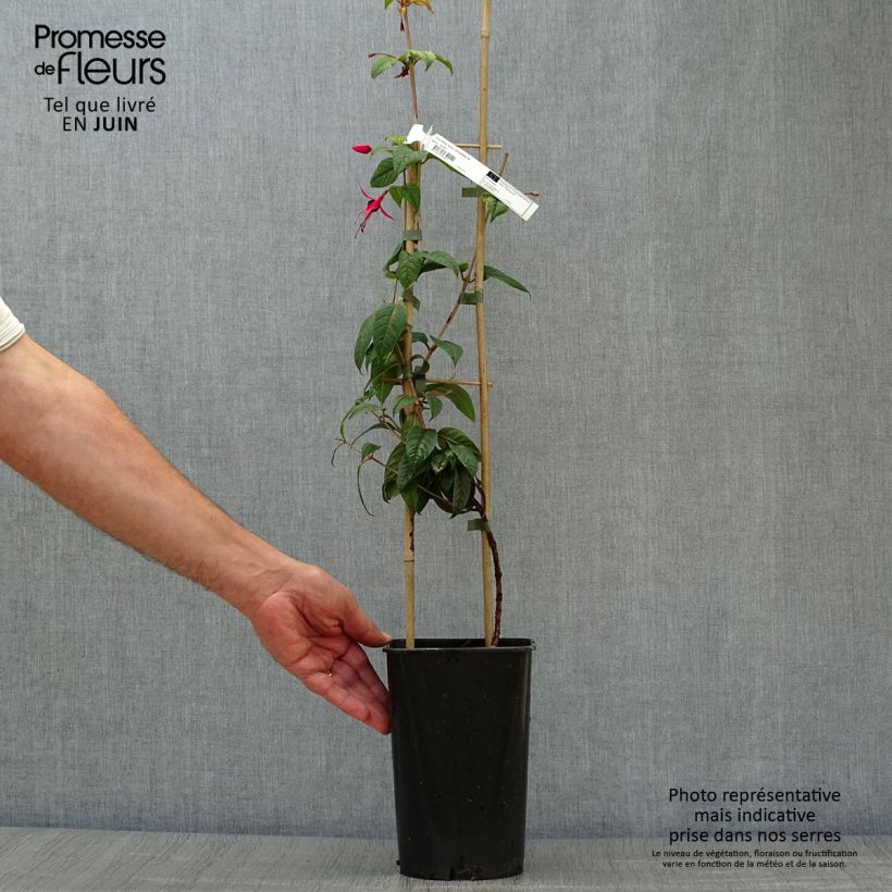Exemplaar van Fuchsia Lady Boothby - Bellenplant Pot van 3 l/4 l zoals geleverd in de zomer