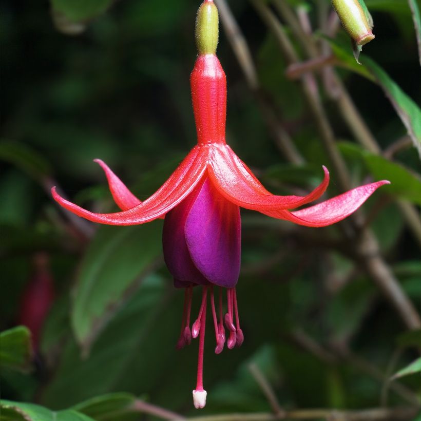 Fuchsia magellanica - Winterharde fuchsia (Bloei)