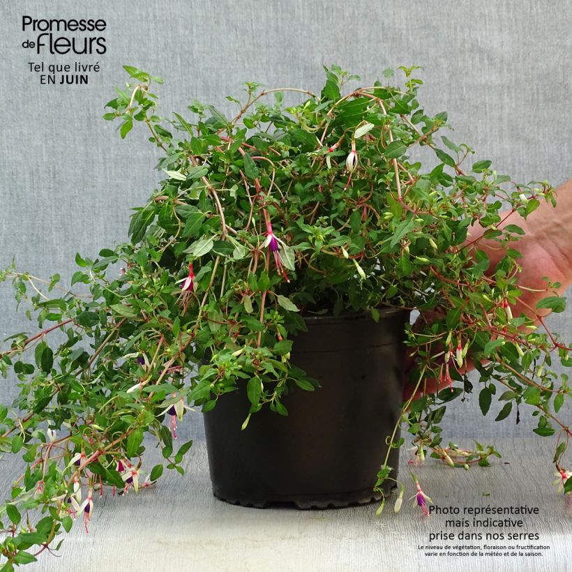 Exemplaar van Fuchsia magellanica Arauco - Winterharde fuchsia Pot van 1,5 l/2 l zoals geleverd in de zomer
