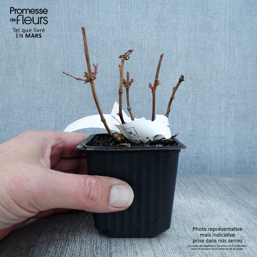 Exemplaar van Fuchsia magellanica - Winterharde fuchsia Kweekpotje van 8/9 cm zoals geleverd in de lente