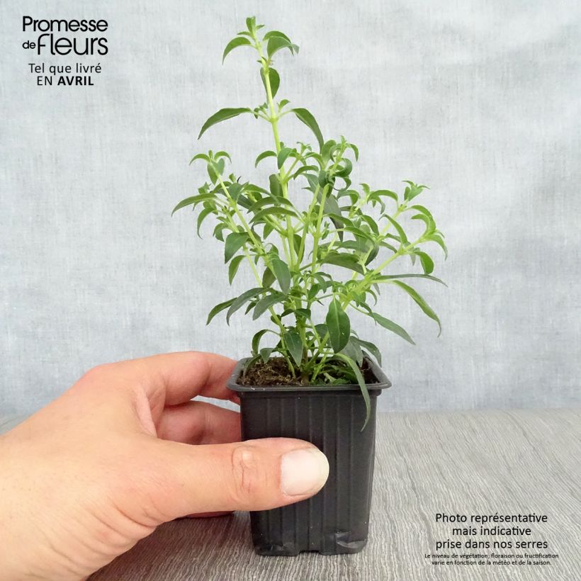 Example of Fuchsia magellanica Hawkshead - Winterharde fuchsia Kweekpotje van 7/8 cm as you get in printemps