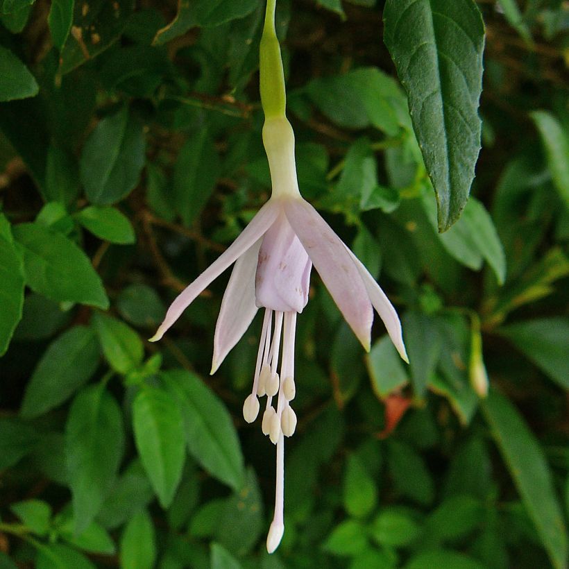 Fuchsia magellanica var. molinae - Winterharde fuchsia (Flowering)