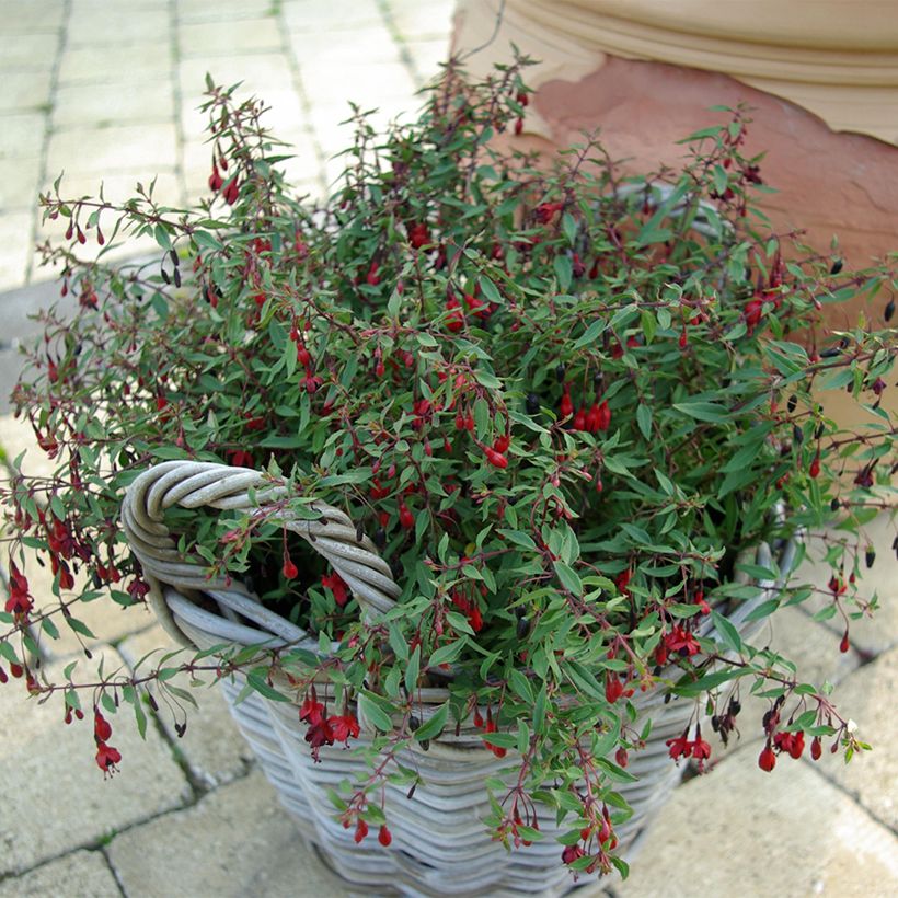 Fuchsia magellanica Pumila - Winterharde fuchsia (Groeiplaats)
