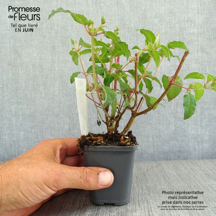 Exemplaar van Fuchsia magellanica Riccartonii - Winterharde fuchsia Kweekpotje van 8/9 cm zoals geleverd in de zomer