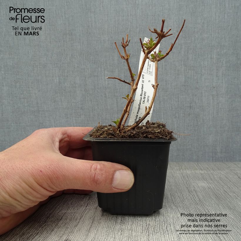 Exemplaar van Fuchsia magellanica Riccartonii - Winterharde fuchsia Kweekpotje van 8/9 cm zoals geleverd in de lente