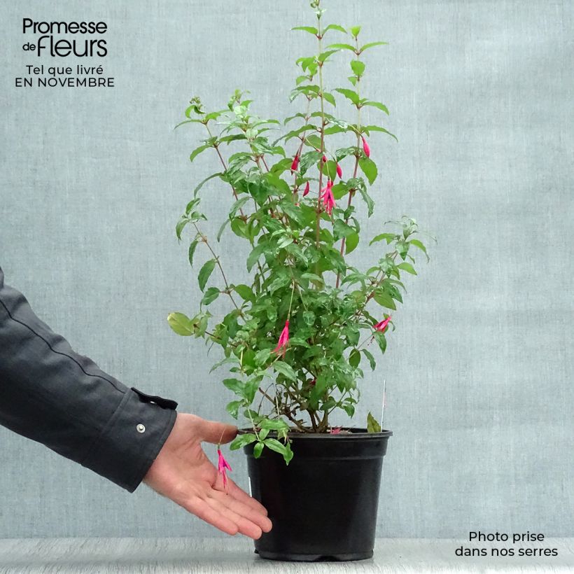Exemplaar van Fuchsia magellanica Riccartonii - Winterharde fuchsia Pot van 2 l/3 l zoals geleverd in de herfst