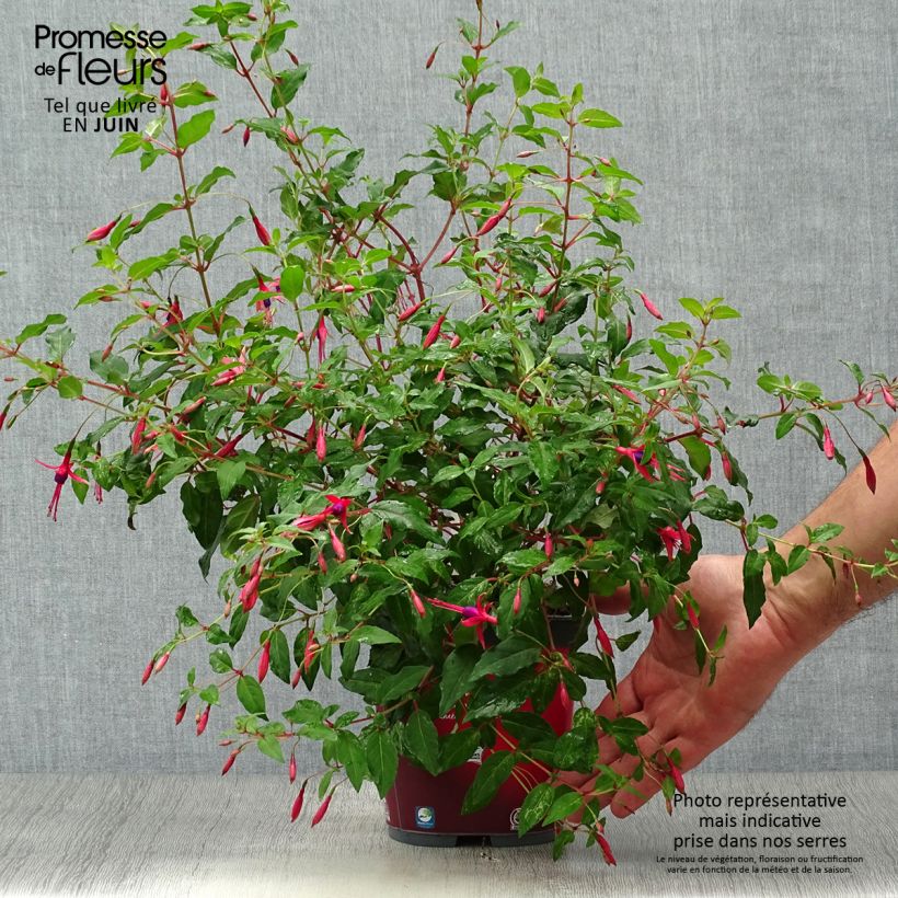 Exemplaar van Fuchsia magellanica Riccartonii - Winterharde fuchsia Pot van 2 l/3 l zoals geleverd in de zomer
