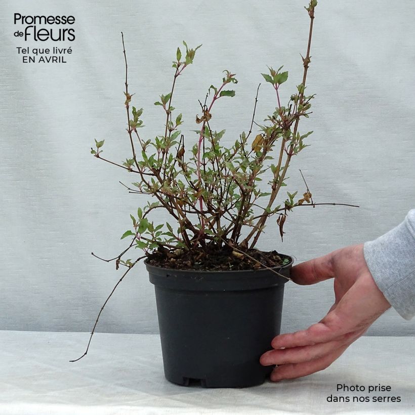 Exemplaar van Fuchsia magellanica Riccartonii - Winterharde fuchsia Pot van 2 l/3 l zoals geleverd in de lente
