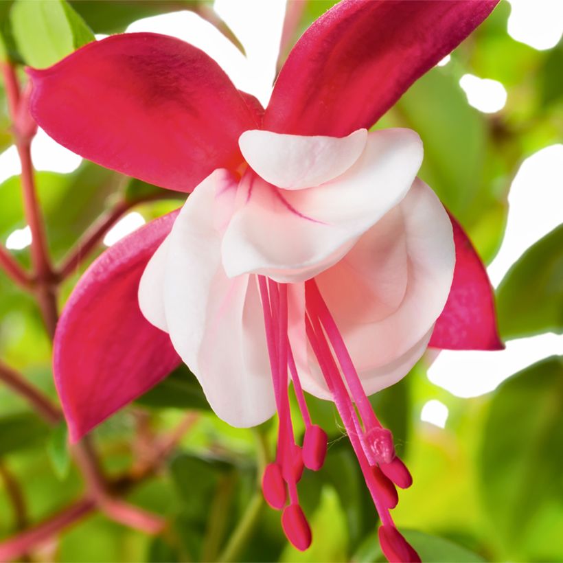 Fuchsia magellanica Snow Cap - Winterharde fuchsia (Bloei)
