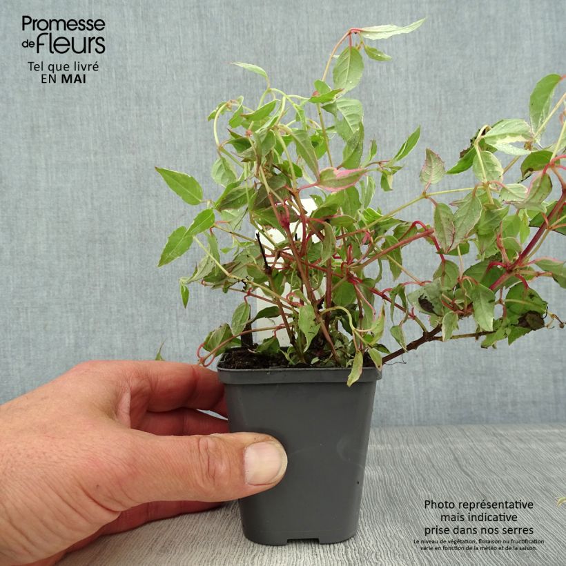 Example of Fuchsia magellanica Versicolor - Winterharde fuchsia Kweekpotje van 7/8 cm as you get in printemps