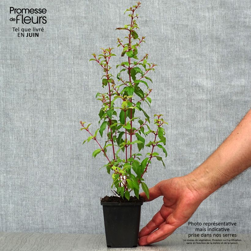 Exemplaar van Fuchsia magellanica gracilis Aurea - Winterharde fuchsia Kweekpotje van 7/8 cm zoals geleverd in de zomer